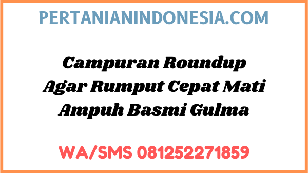 Campuran Roundup Agar Rumput Cepat Mati Ampuh Basmi Gulma